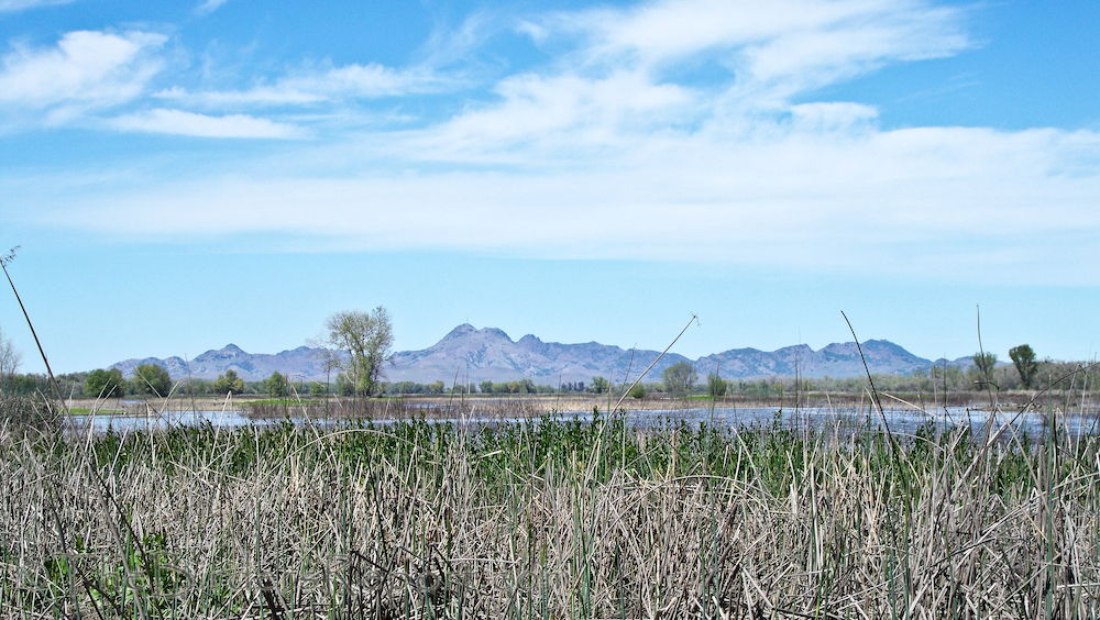 About Gibbs Wild Rice – Gibbs-California Wild Rice